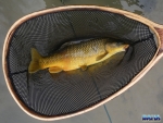 Netted gold