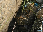 A venomous adder