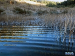 Frozen reeds on Star Dam
