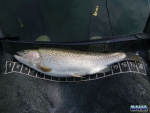 One of the smaller fish out of Ringstead