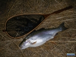 Warren's first fish in his new net, a 2.9kg rainbow