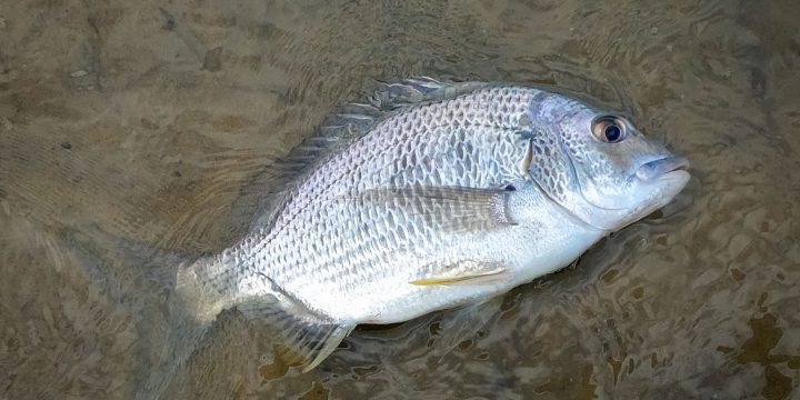 Yellowfin Bream at Hen and Chicken Bay