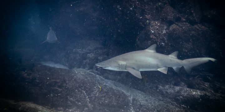 Diving with Sharks at Broughton Island