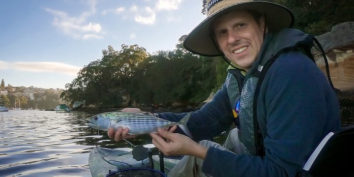 Bonito on Fly in Middle Harbour
