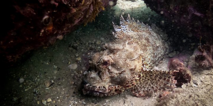 A Sneaky Dive at Shelly Beach