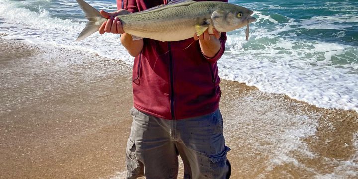 Lake Macquarie and Blacksmiths Beach on Fly (and Lure)