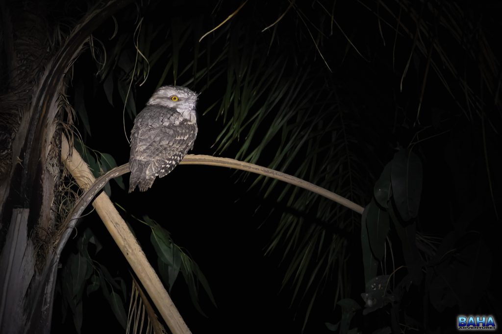 A tawny frogmouth we saw that evening