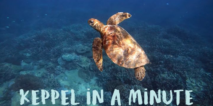 Diving Great Keppel Island – An Adventure in 1 Minute