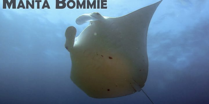 Diving the Manta Bommie, North Stradbroke Island