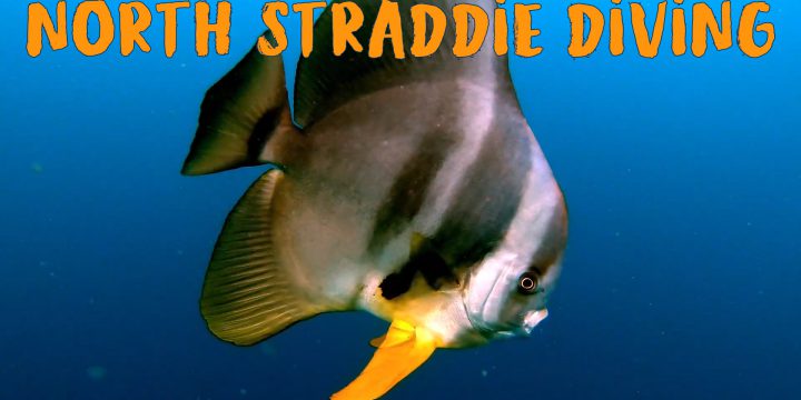 North Straddie Diving – May 2022