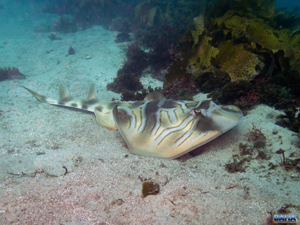 Fiddler ray