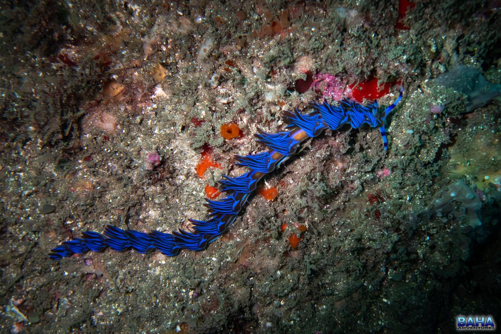 A blue dragon