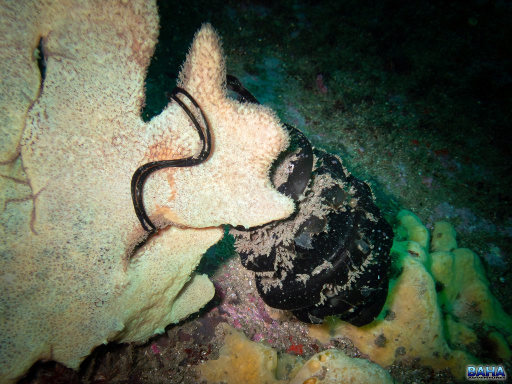 A mermaid's purse