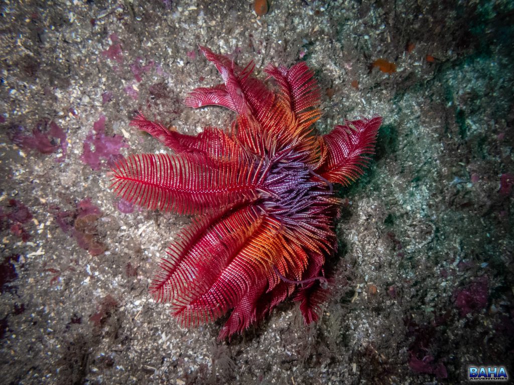 A feather star