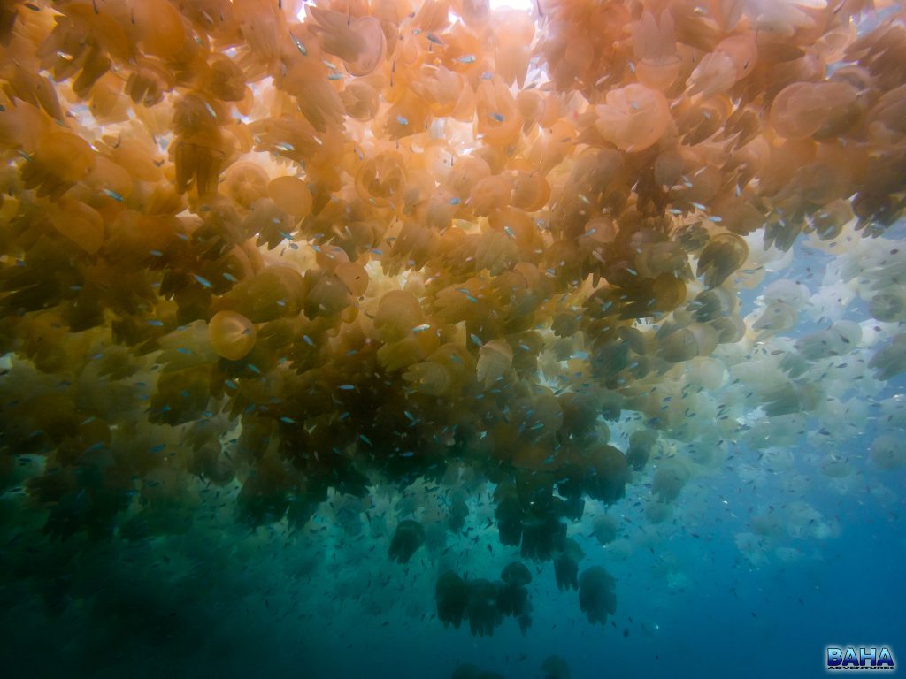A large bloom of jelly blubbers at Shelly Beach, Manly