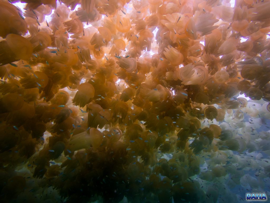 Another photo of the jelly blubber bloom