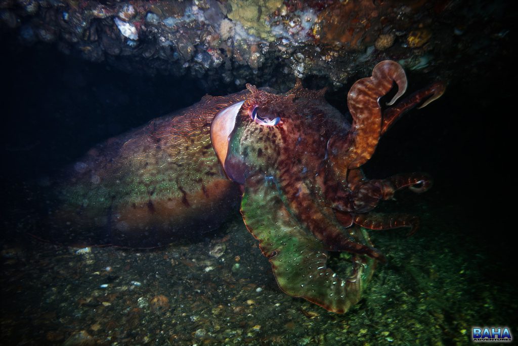 A giant cuttlefish