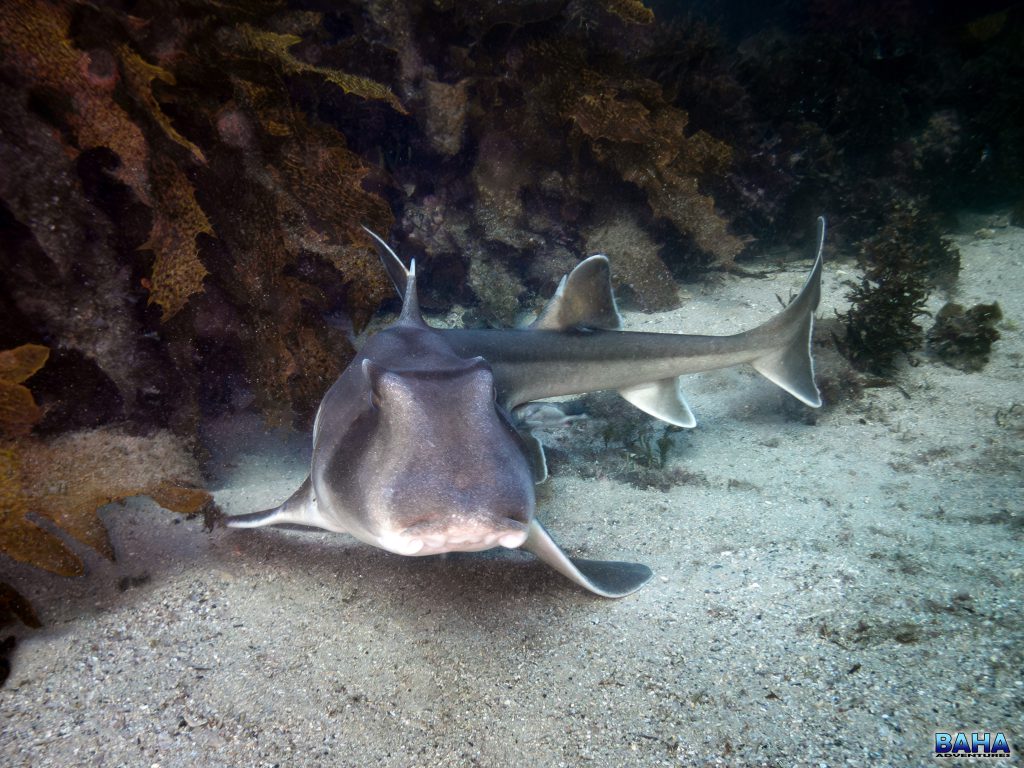 A Port Jackson shark at Shelly Beach, Manly, Sydney