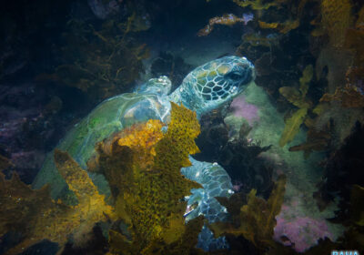 A Morning Dive at Fairy Bower