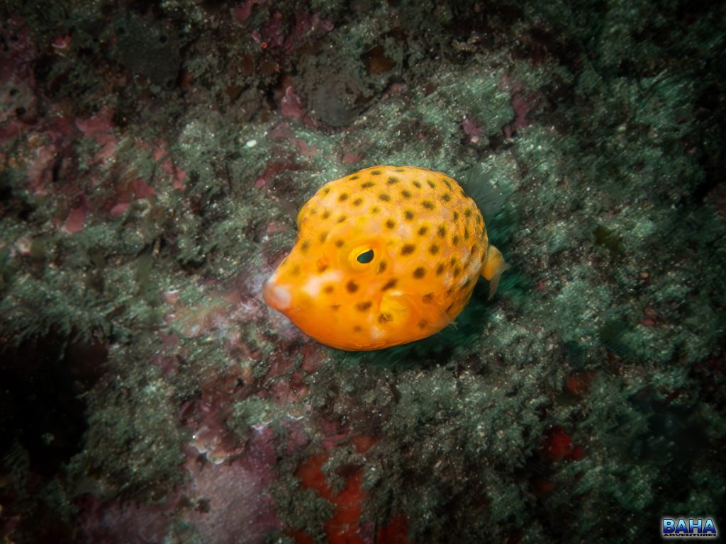 A yellow boxfish