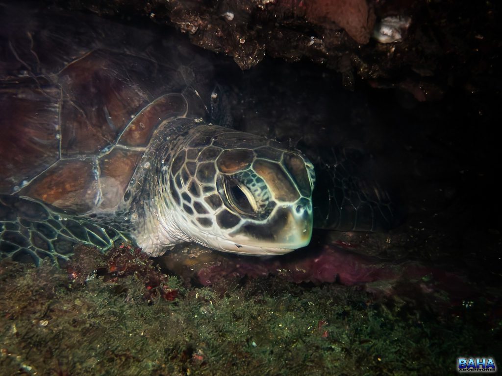 A turtle hiding under a ledge at the Monument