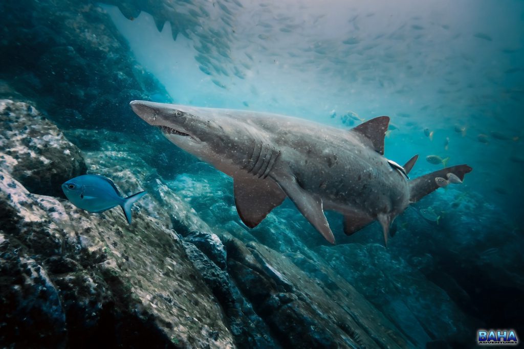 A grey nurse shark at Latitude Rock, outside of Forster