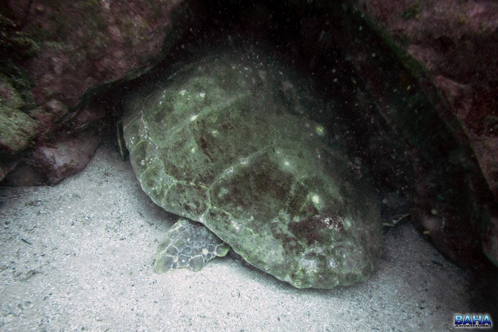 It's not obvious from the photo, but this turtle was the size of a dining room table