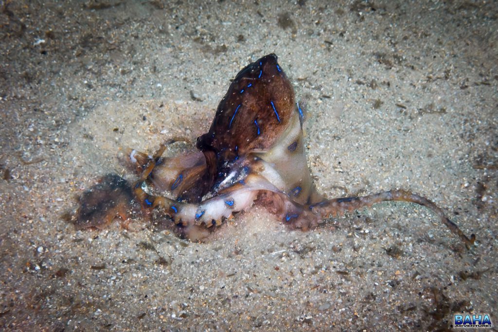 A blue-ringed octopus at Clifton Gardens