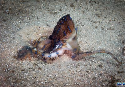 Blue-ringed Octopus at Clifton Gardens