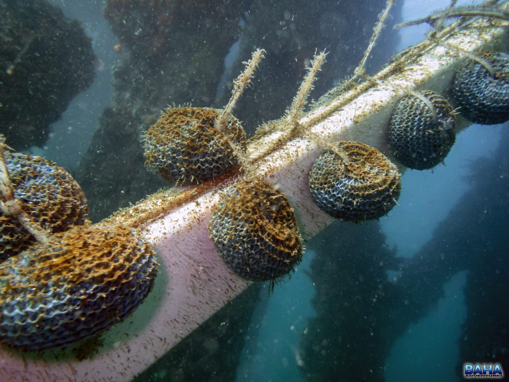 Plankton research at Clifton Gardens