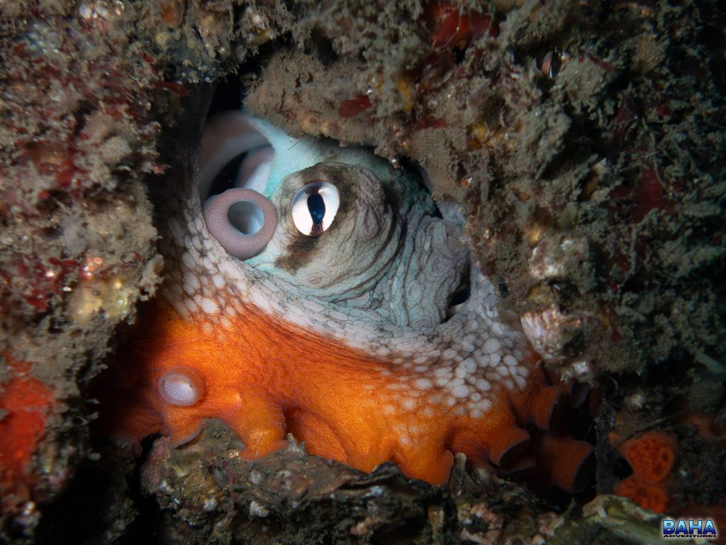 A common Sydney octopus