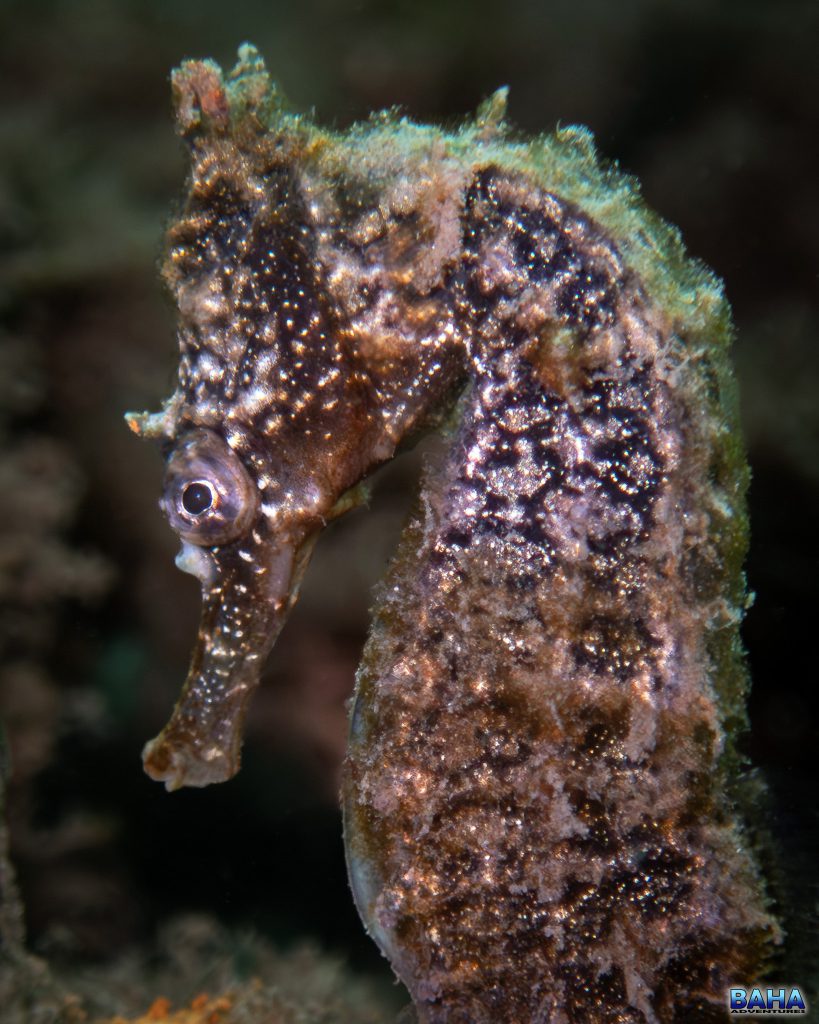 A seahorse