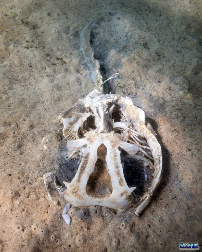 The remains of our local bull ray