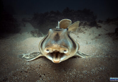 Diving with the Port Jackson’s at Shelly Beach