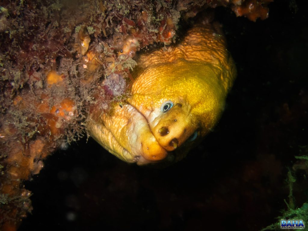 Green moray eel