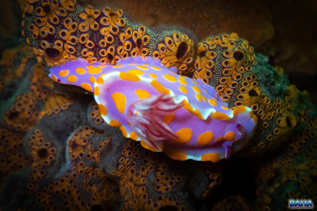 Clown nudibranch