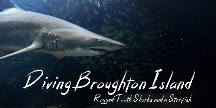 Diving Broughton Island – Ragged Tooth Sharks and a Starfish – The Video