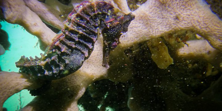 December Diving at Clifton Gardens