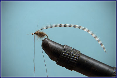 Step 4 of tying a Elk Hair Caddis