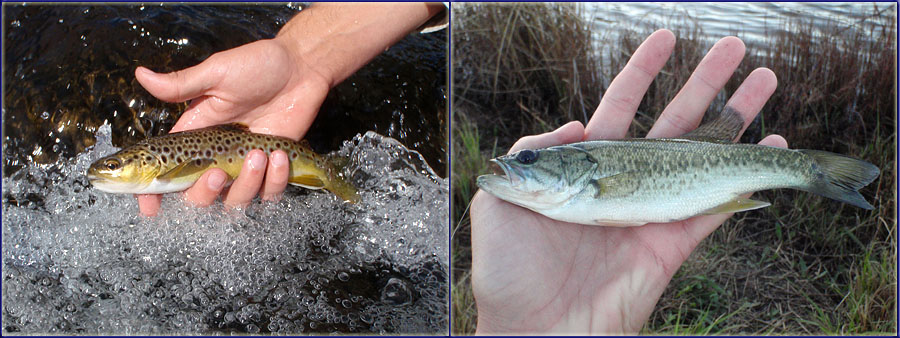 Browns From The Bushmans And Bass From Glengarry