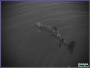 Black And White Trout