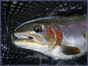 Netted Rainbow Trout In Underberg