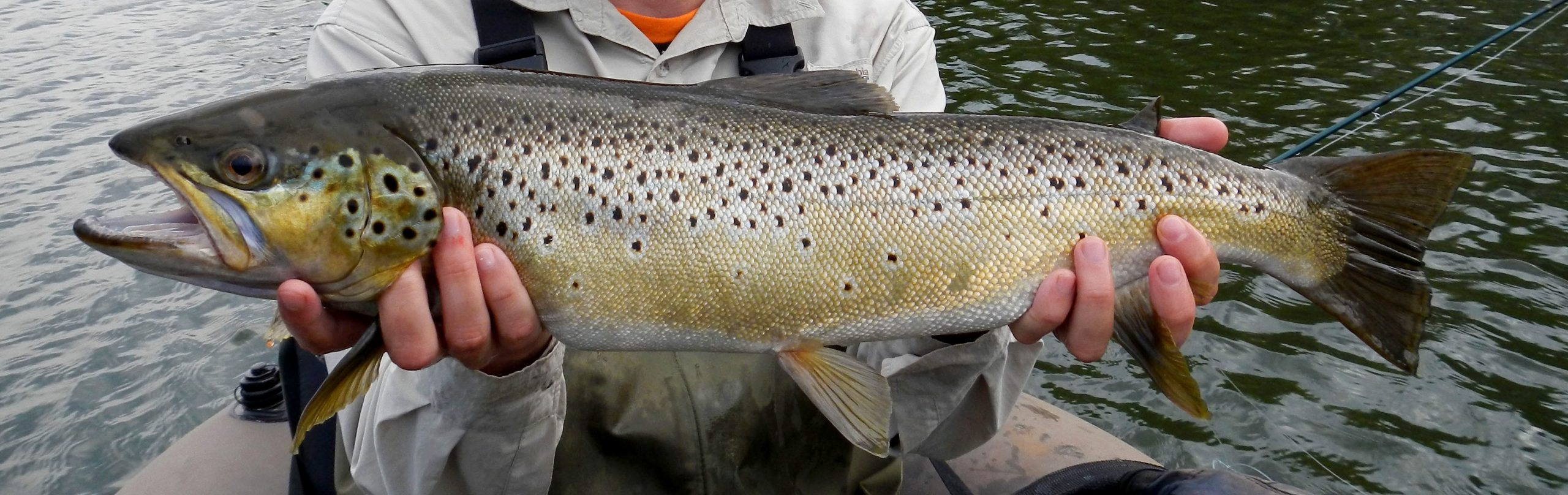 Trout in South Africa